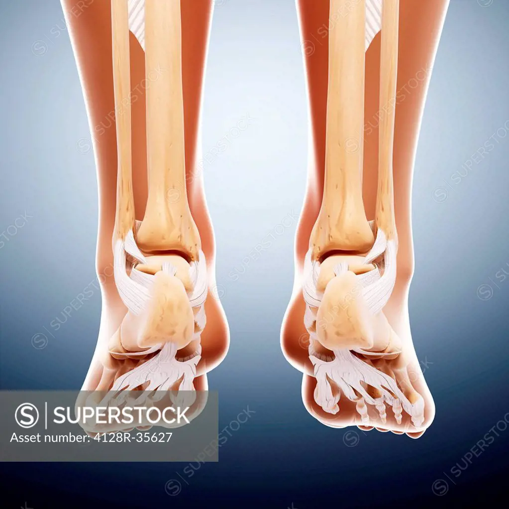 Human foot bones, computer artwork.