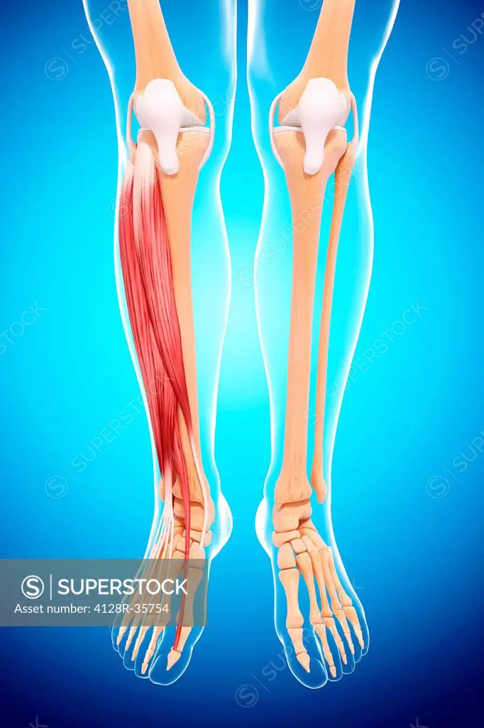 Human leg musculature, computer artwork.