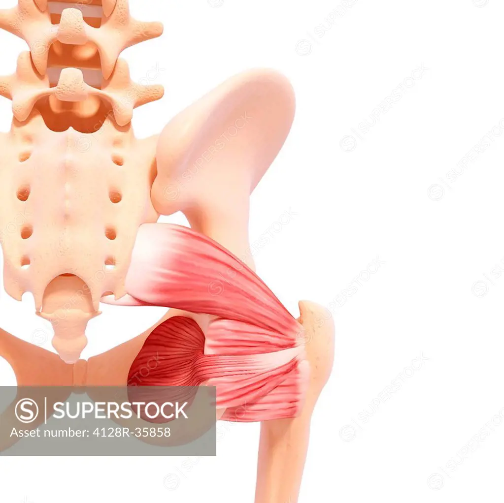 Human hip musculature, computer artwork.