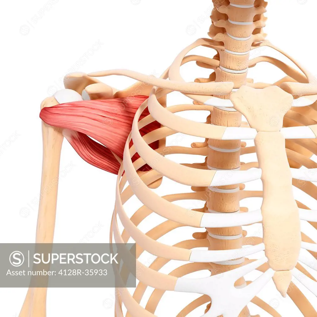Human shoulder musculature, computer artwork.