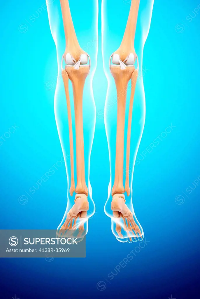 Human leg bones, computer artwork.