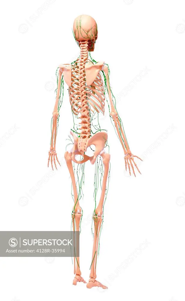 Human lymphatic system, computer artwork.