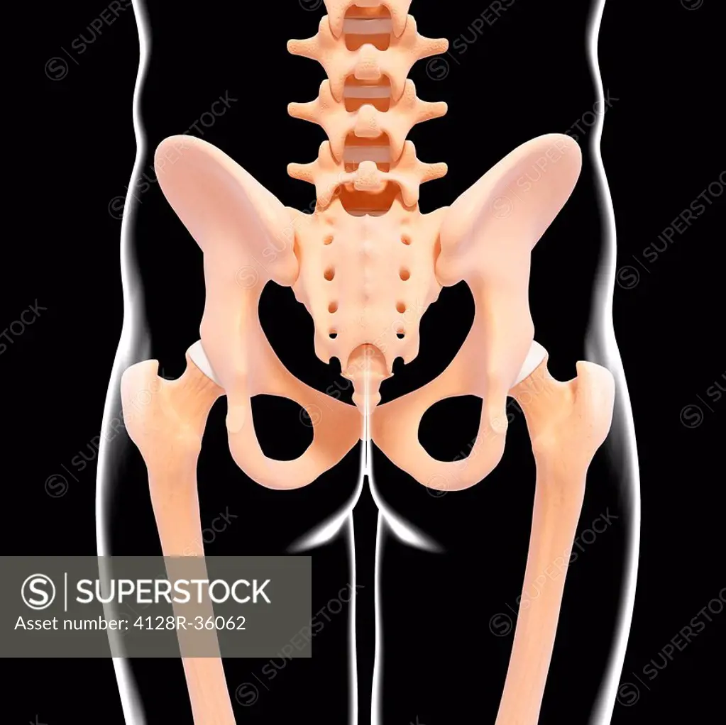 Human pelvic bones, computer artwork.