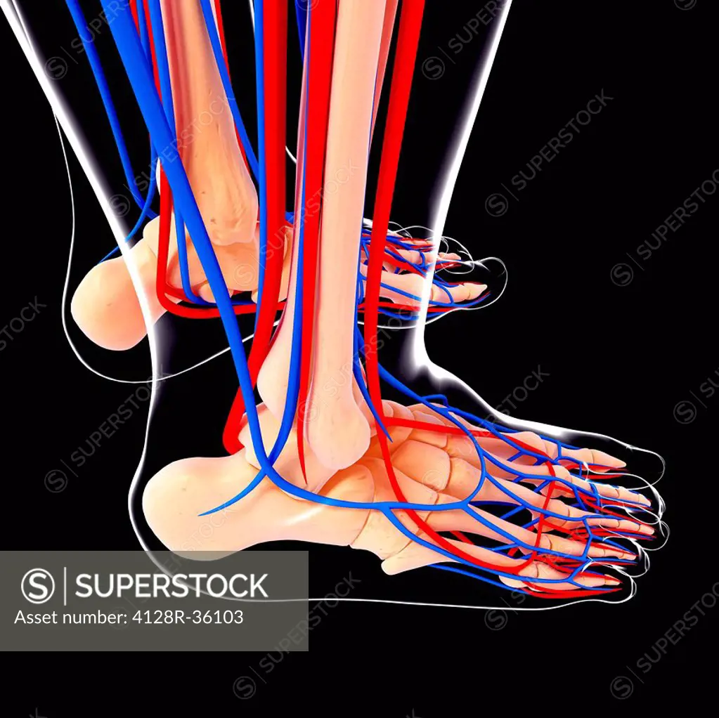 Human foot cardiovascular system, computer artwork.