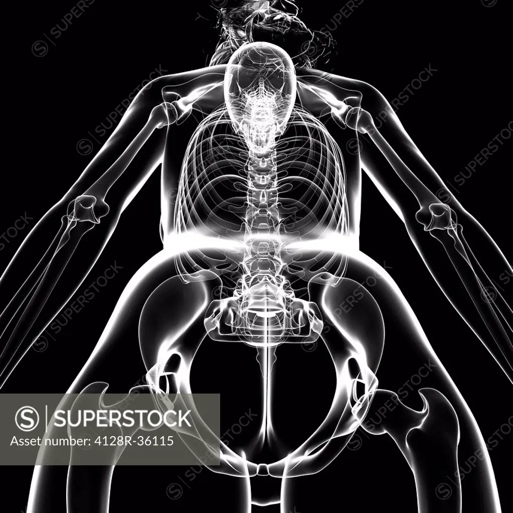 Female skeleton, computer artwork.