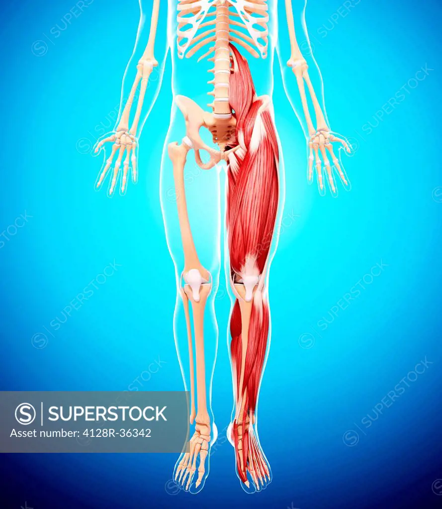 Human leg musculature, computer artwork.