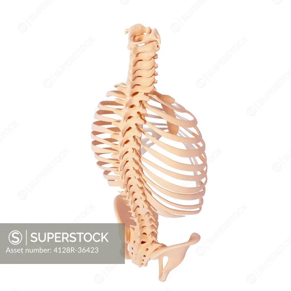 Human ribcage, computer artwork.