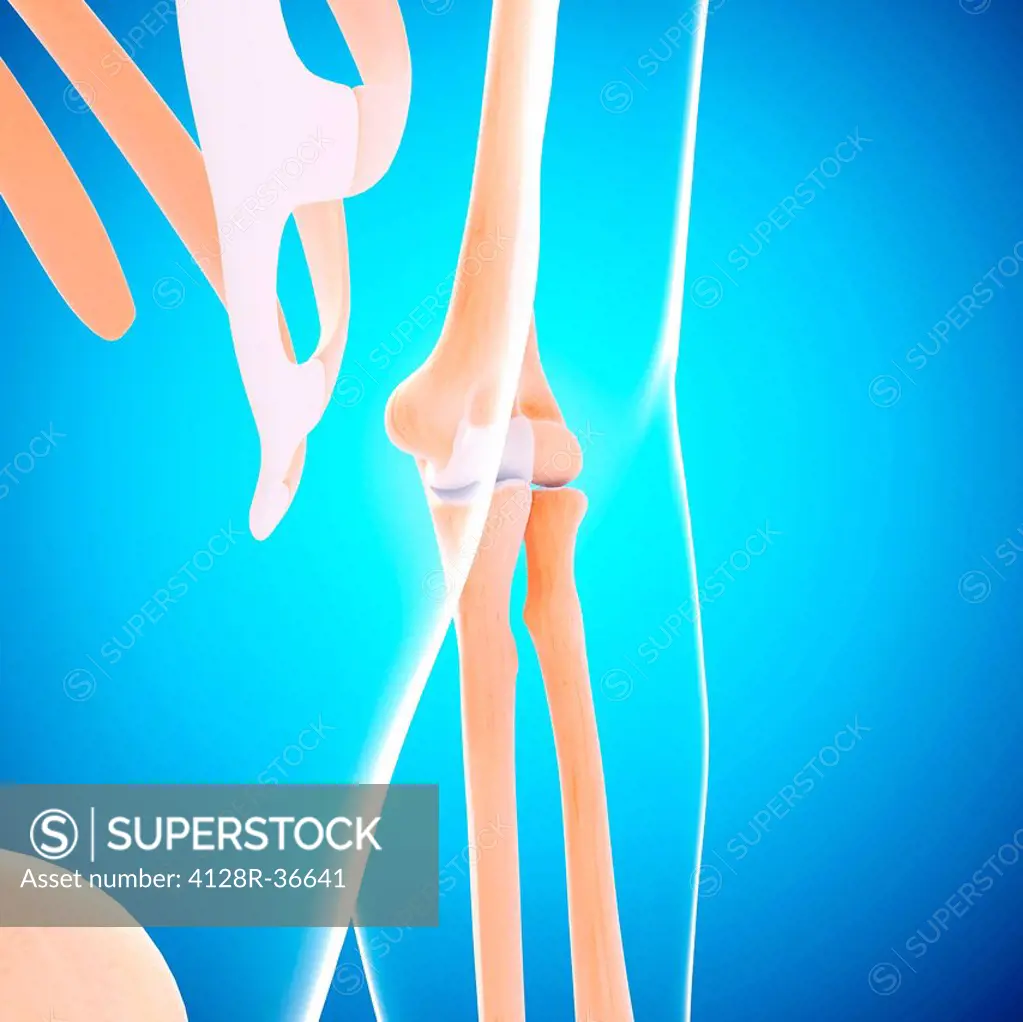 Human arm bones, computer artwork.