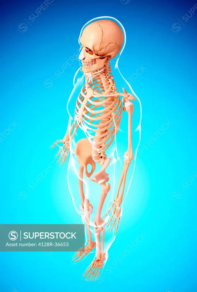 Human skeleton, computer artwork.