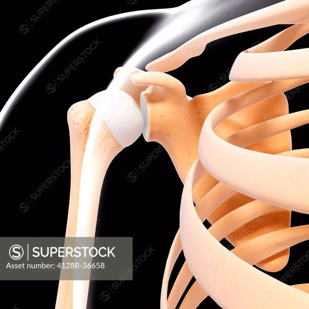 Human shoulder bones, computer artwork.