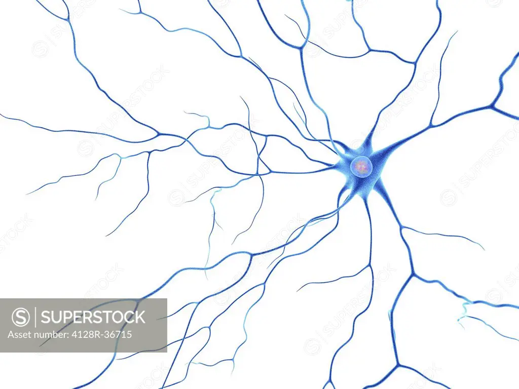 Computer artwork of a nerve cells, also called neuron. Neurons are responsible for passing information around the central nervous system (CNS) and fro...