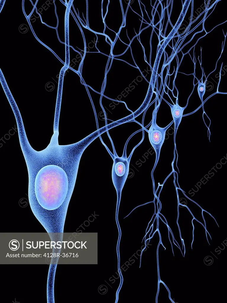 Computer artwork of nerve cells, also called neurons. Neurons are responsible for passing information around the central nervous system (CNS) and from...