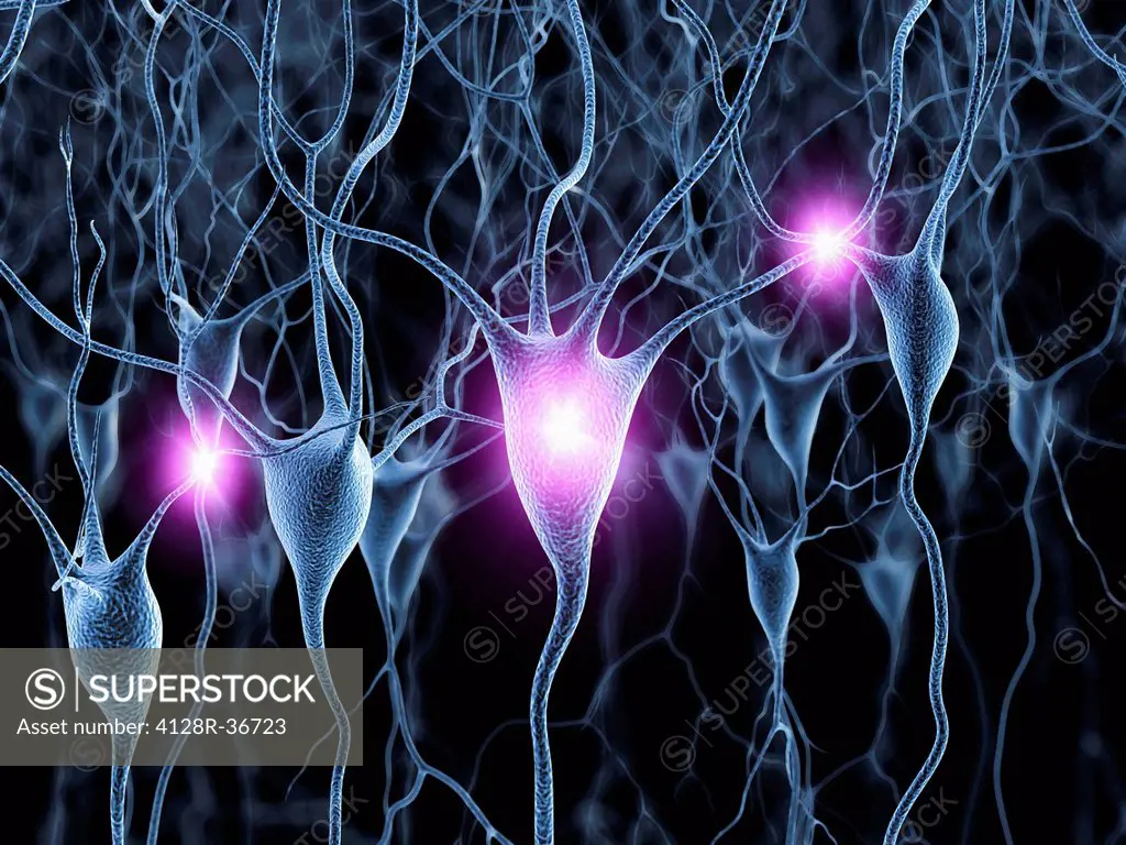 Computer artwork of firing nerve cells, also called neurons. Neurons are responsible for passing information around the central nervous system (CNS) a...