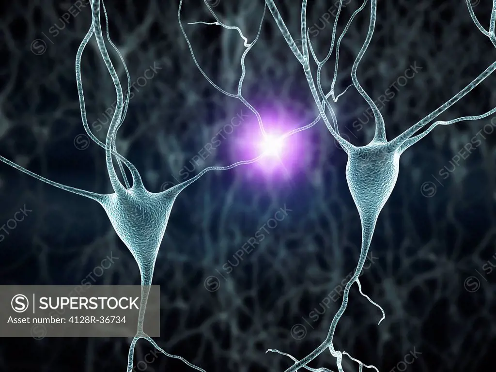 Computer artwork of nerve cells, also called neurons. Neurons are responsible for passing information around the central nervous system (CNS) and from...