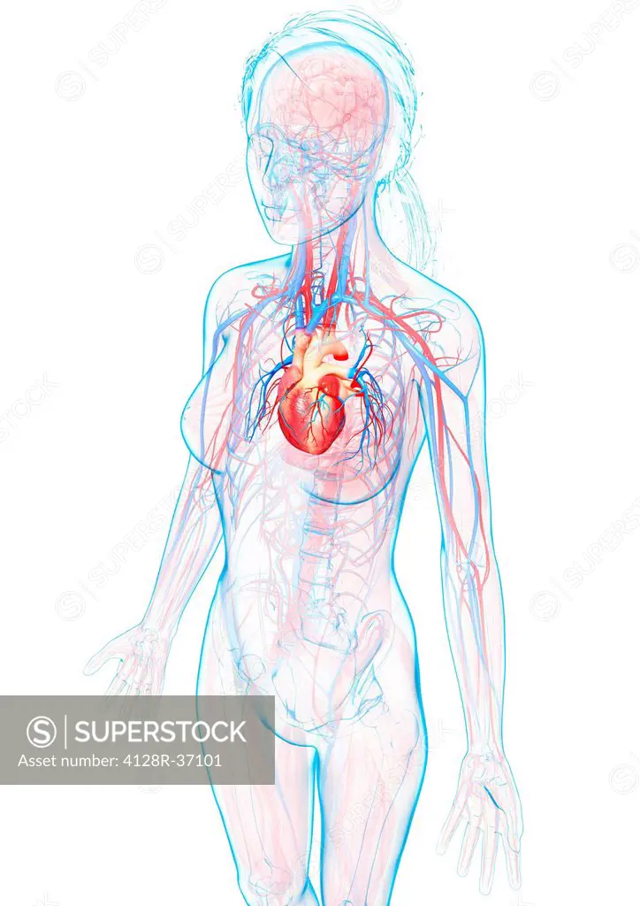 Female cardiovascular system, computer artwork.