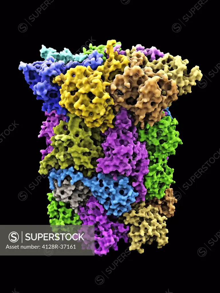 Yeast enzyme. Molecular model of an enzyme from baker's yeast (Saccharomyces cerevisiae). This is the 20S proteasome. A proteasome is a complex type o...