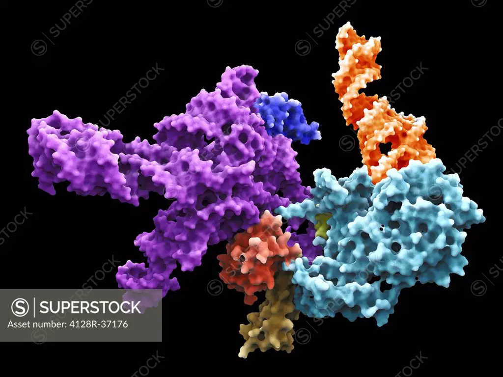 Ribosomal subunit. Computer model showing the structure of the RNA (ribonucleic acid) molecules in an 80S (large) ribosomal sub-unit. Ribosomes are co...