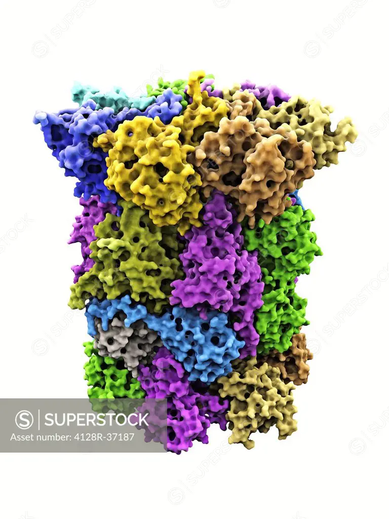 Yeast enzyme. Molecular model of an enzyme from baker's yeast (Saccharomyces cerevisiae). This is the 20S proteasome. A proteasome is a complex type o...