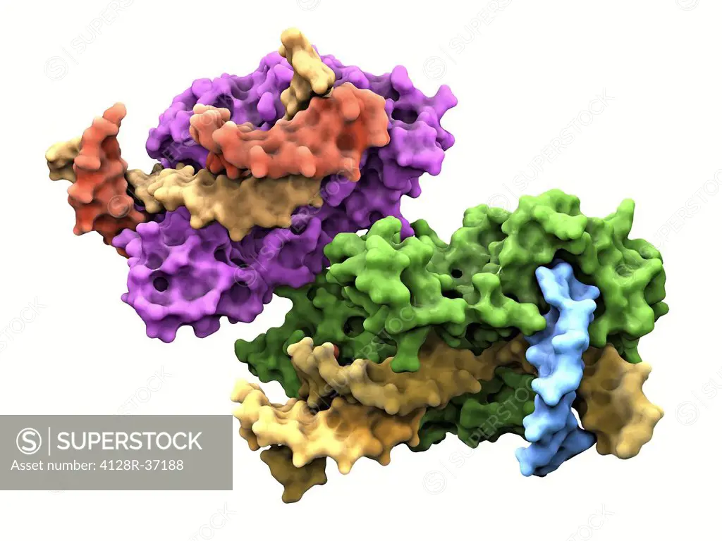 Molecular model of the flap endonuclease protein. This is a class of nucleolytic enzymes that act as both 5'-3' exonucleases and structure-specific en...