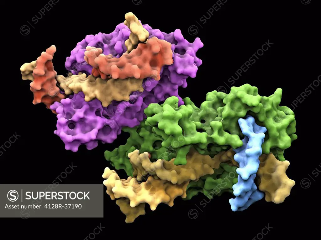 Molecular model of the flap endonuclease protein. This is a class of nucleolytic enzymes that act as both exonucleases and structure-specific endonucl...