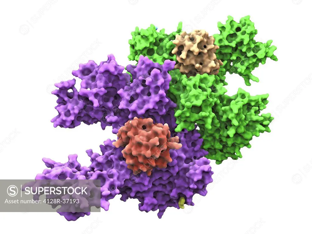 Molecular model of a ubiquitin-activating enzyme, also known as E1 enzymes. These catalyze the first step in the ubiquitination reaction, which target...