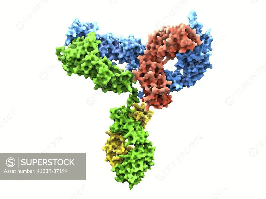 Immunoglobulin G antibody molecule. Computer model of the secondary structure of immunoglobulin G (IgG). This is the most abundant immunoglobulin and ...