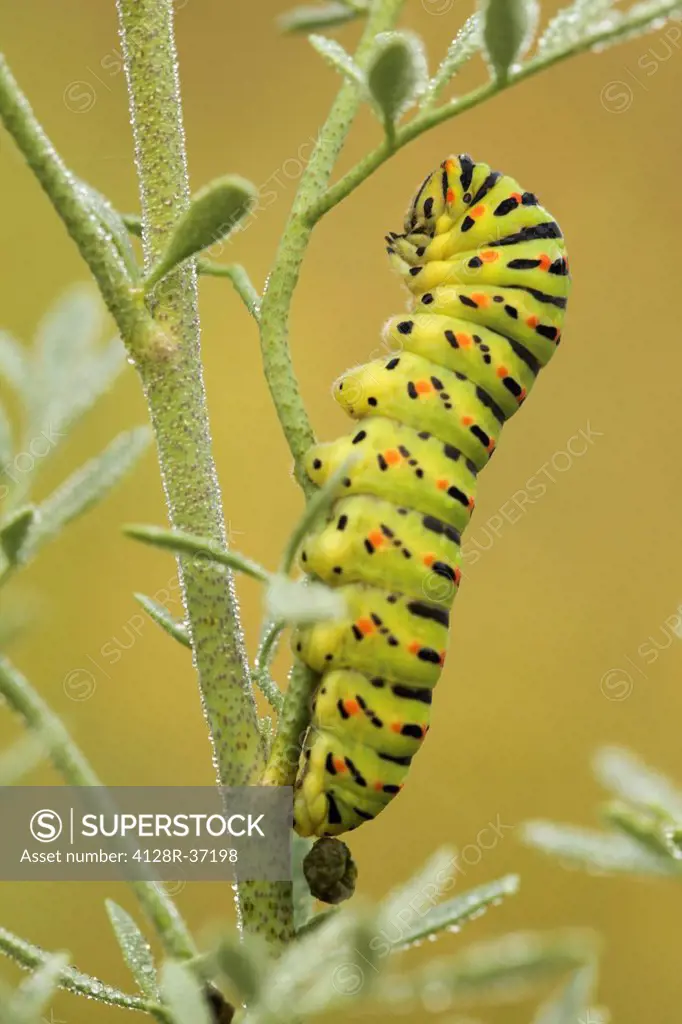 Common yellow swallowtail (Papilio machaon) caterpillar on a twig This larva is brightly coloured white, orange and black. These are warning colours w...