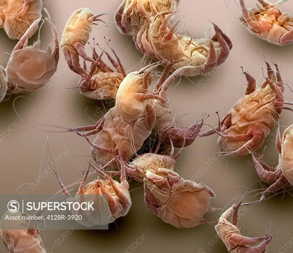 Sarcoptic mange mites, coloured scanning electron micrograph SEM. These burrowing mites cause the skin disease scabies. Magnification: x30 when printe...