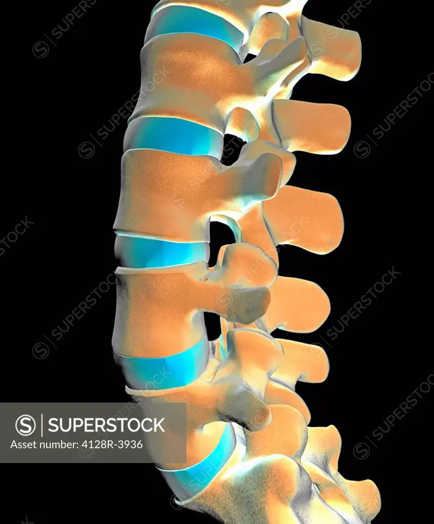 Lumbar spine, computer artwork