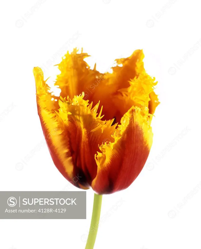 Parrot tulip Tulipa sp.