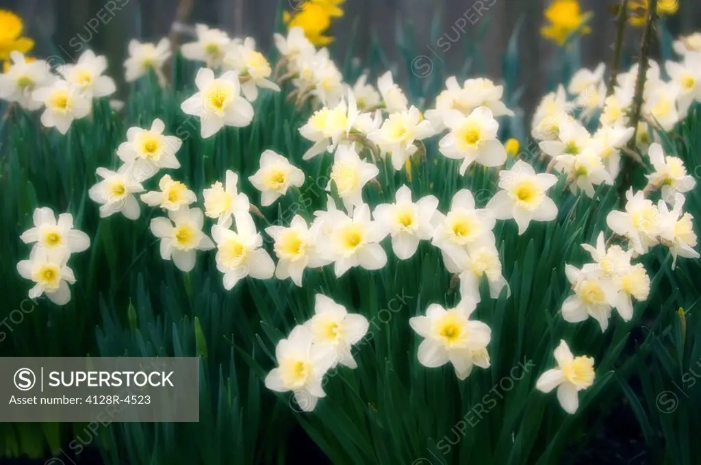 Daffodils Narcissus sp.