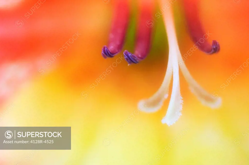 Gladiolus stamens Gladiolus sp.
