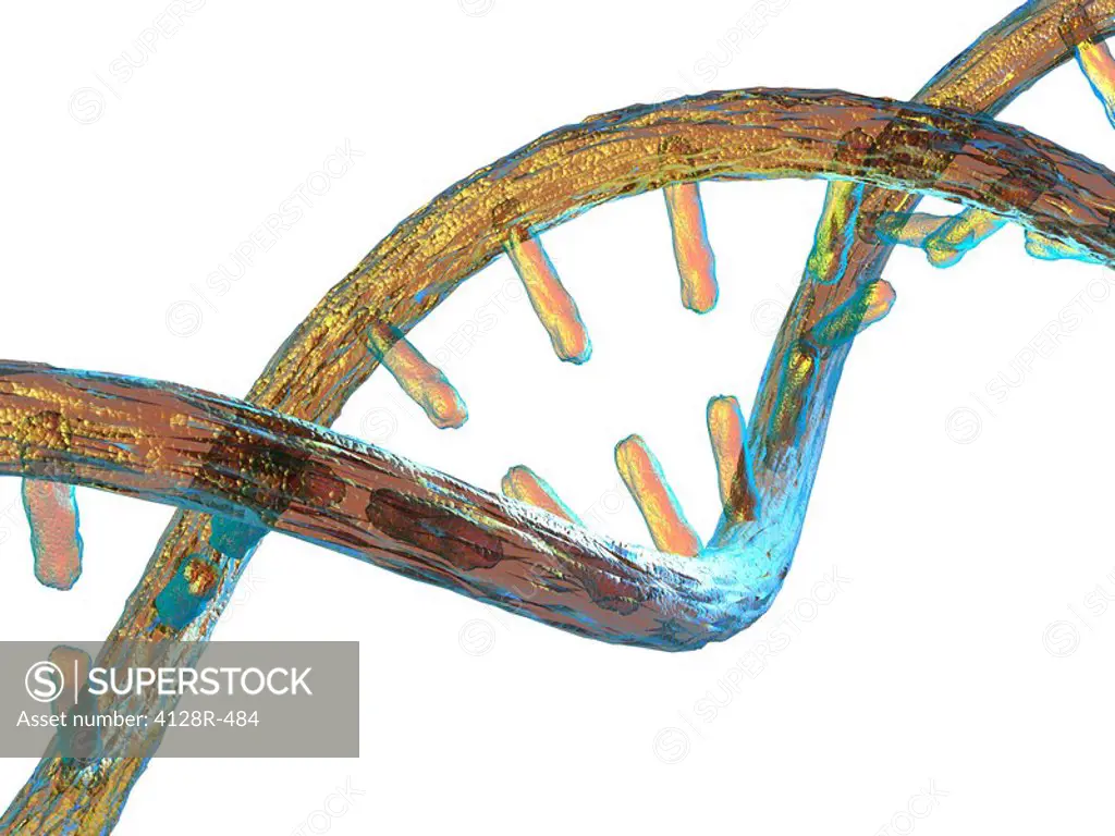 Unzipped DNA molecule, artwork