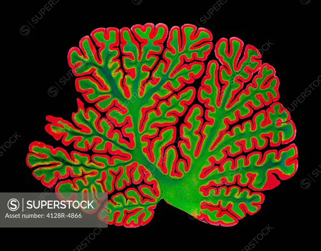 Cerebellum structure, light micrograph