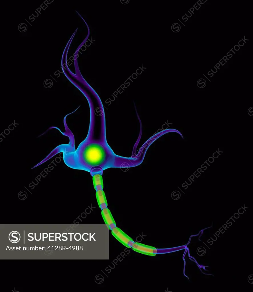 Nerve cell, artwork.