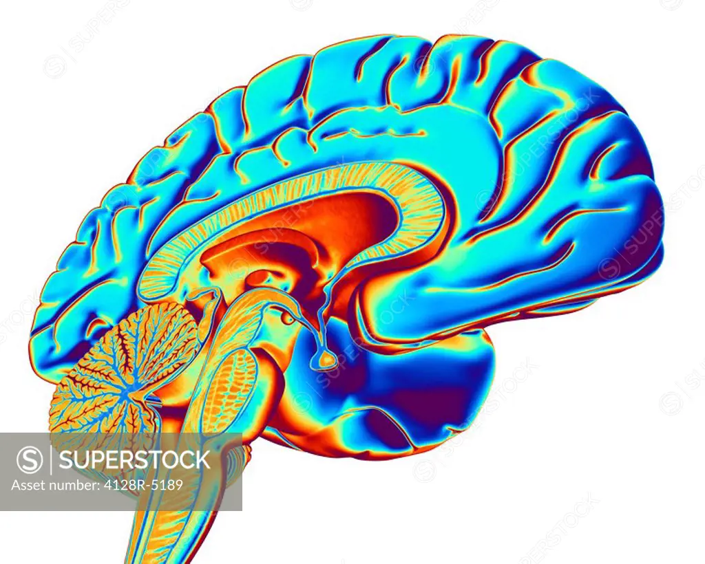 Brain, computer artwork