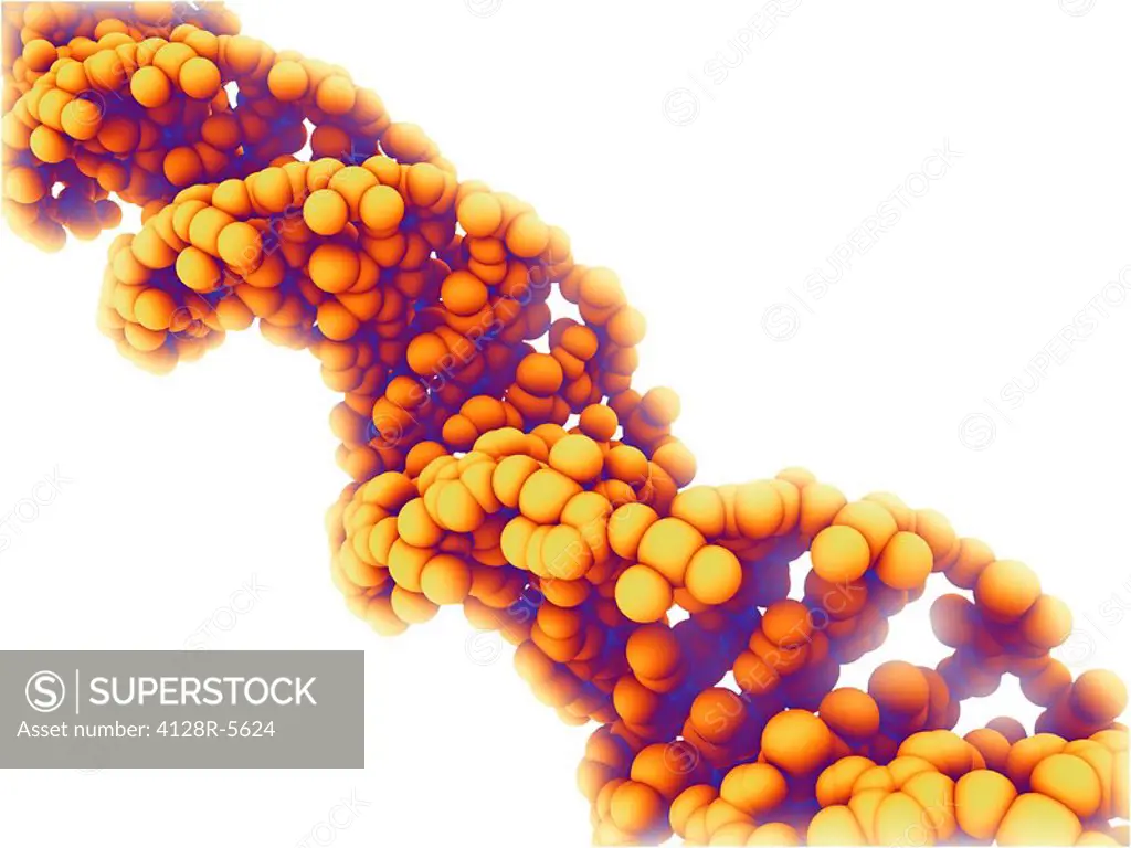 DNA molecule, computer artwork