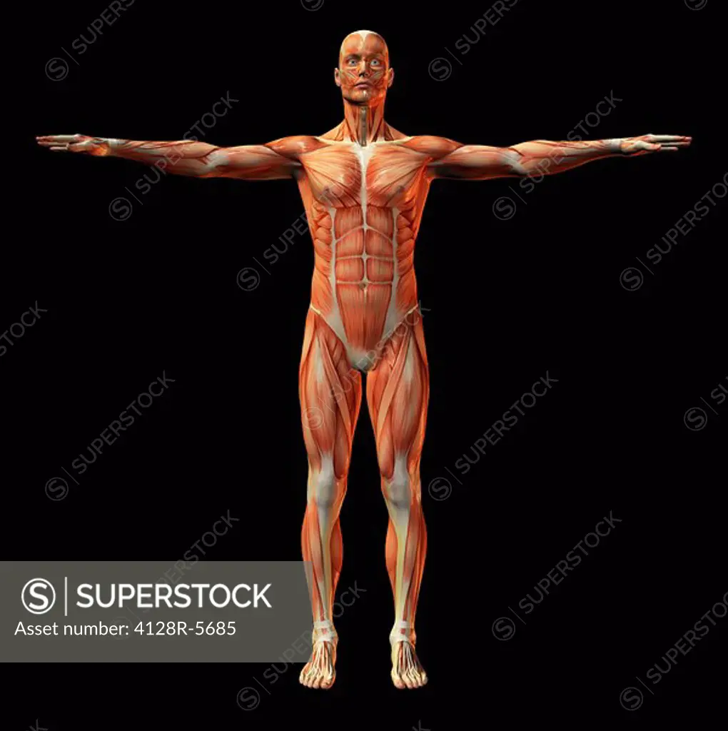 Human muscle structure, artwork