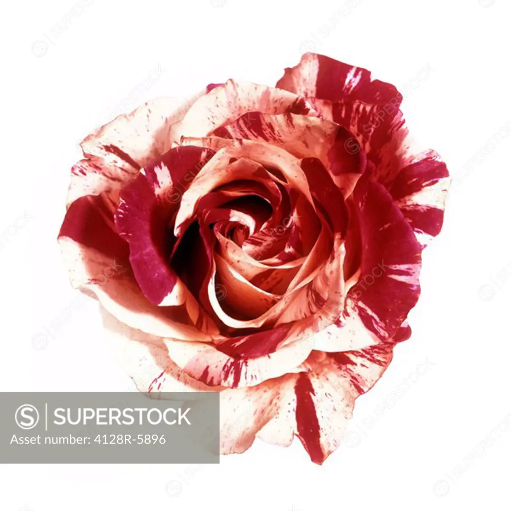 Rose Rosa sp.