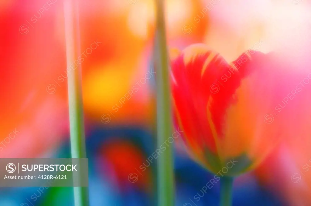 Tulips Tulipa hybrid