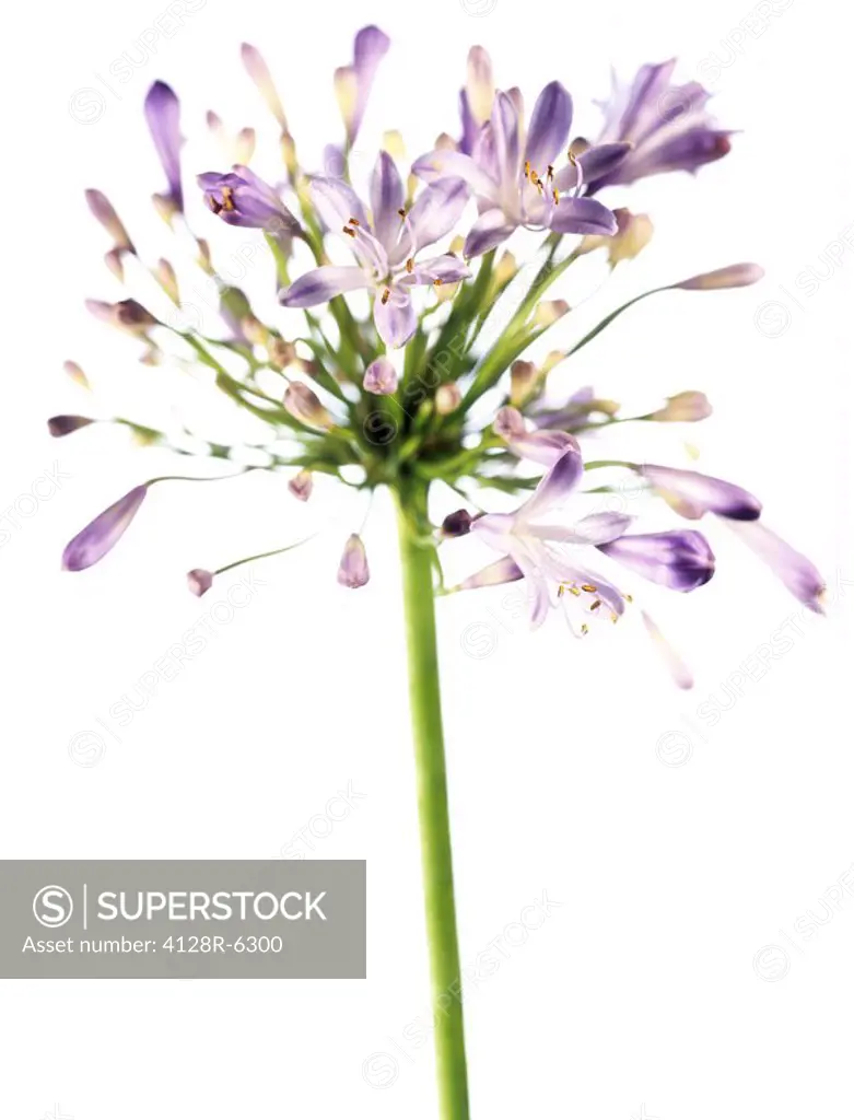 African blue lily Agapanthus sp.