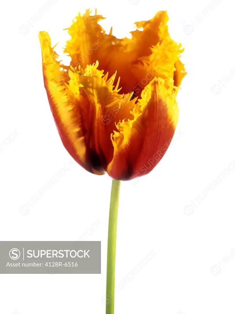 Parrot tulip Tulipa sp.