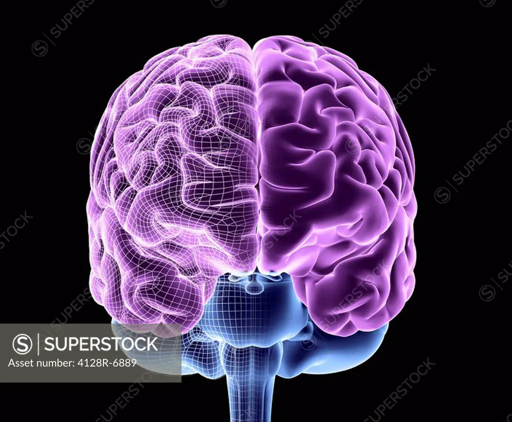 Brain. Computer artwork of a frontal view of a healthy human brain, half_overlaid with a wireframe. At top are the left and right hemispheres of the c...
