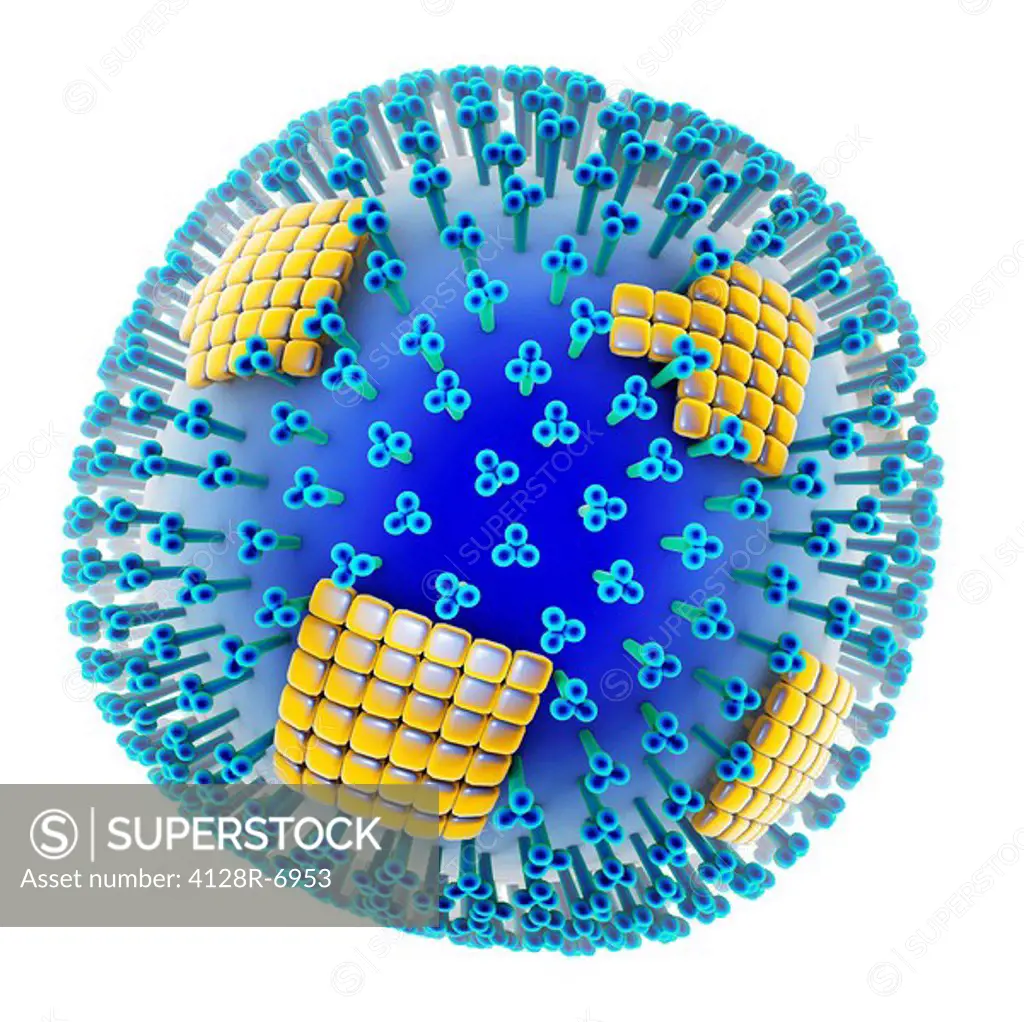 H1N1 flu virus particle, artwork