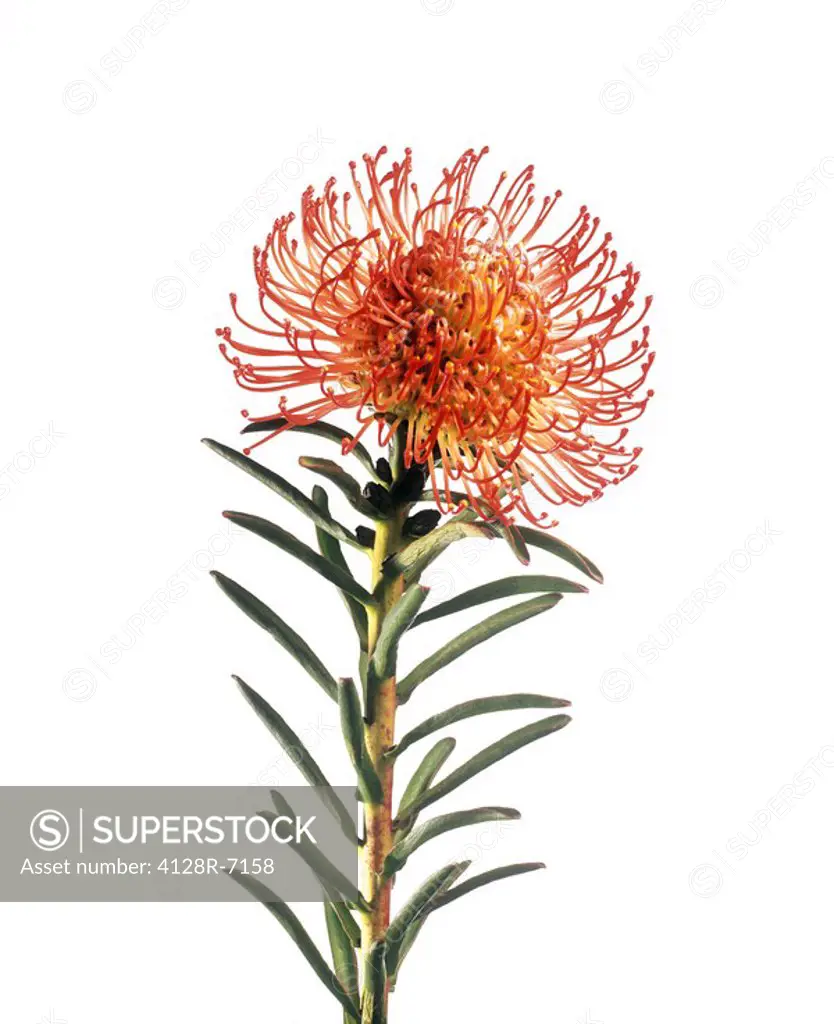 Pincushion flower Leucospermum sp.