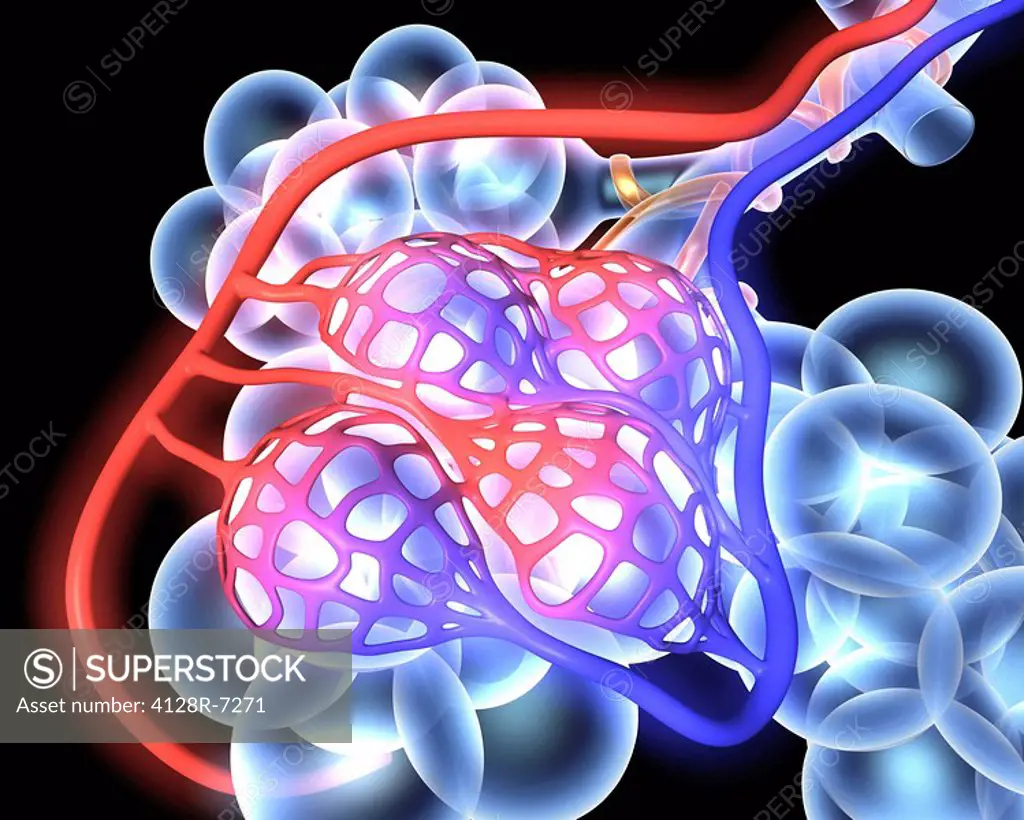 3d medical illustration showing the alveoli and blood vessels in the human lung.