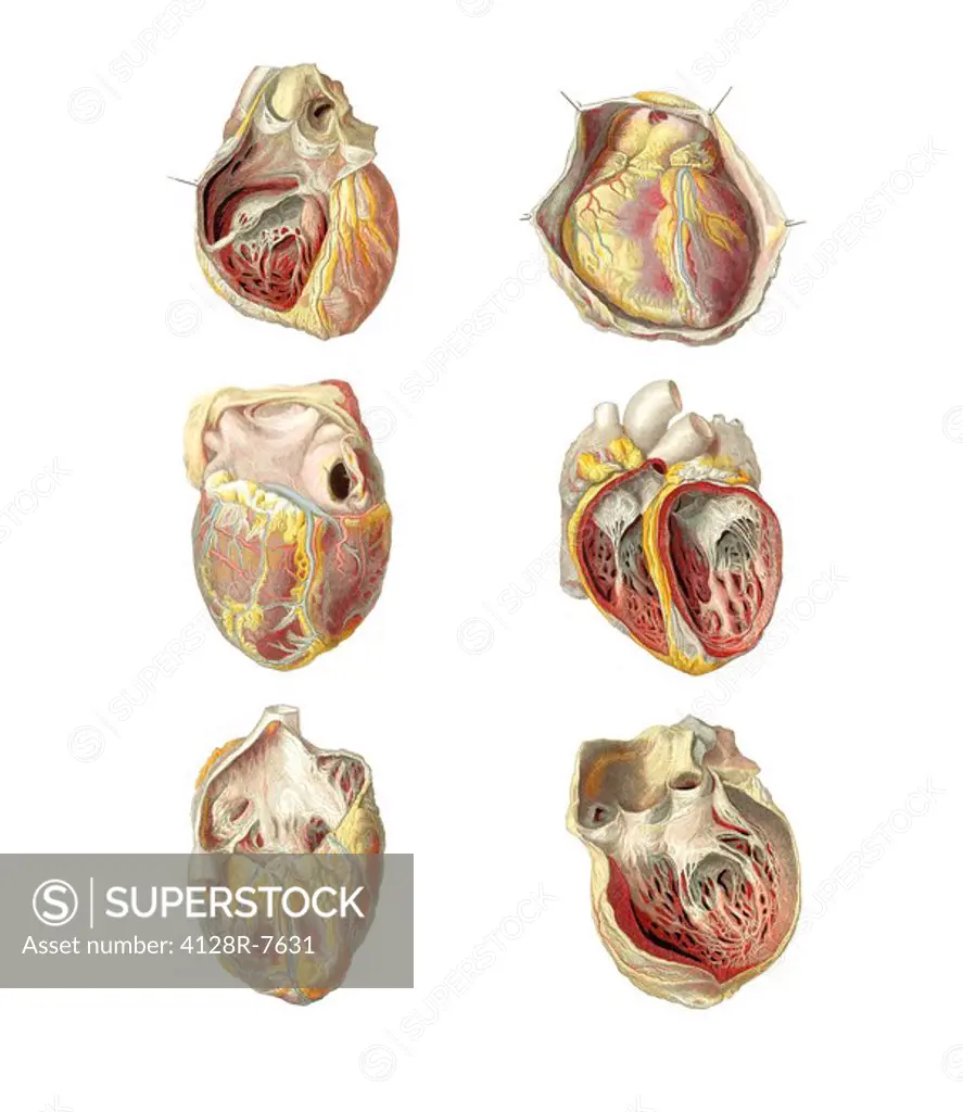 Heart anatomy, artwork.
