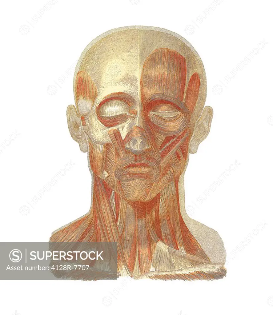 Musculature of the head, artwork.