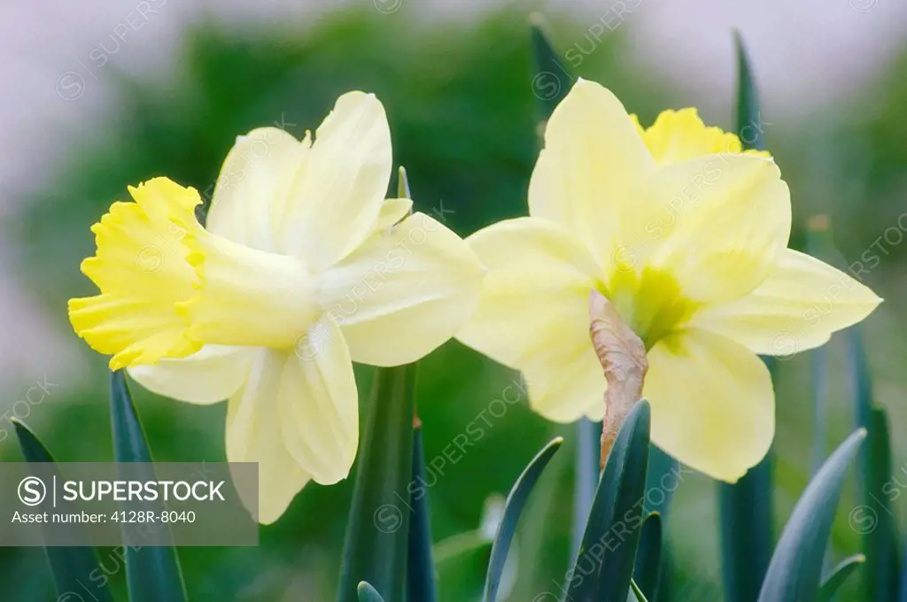 Daffodil flowers Narcissus sp.