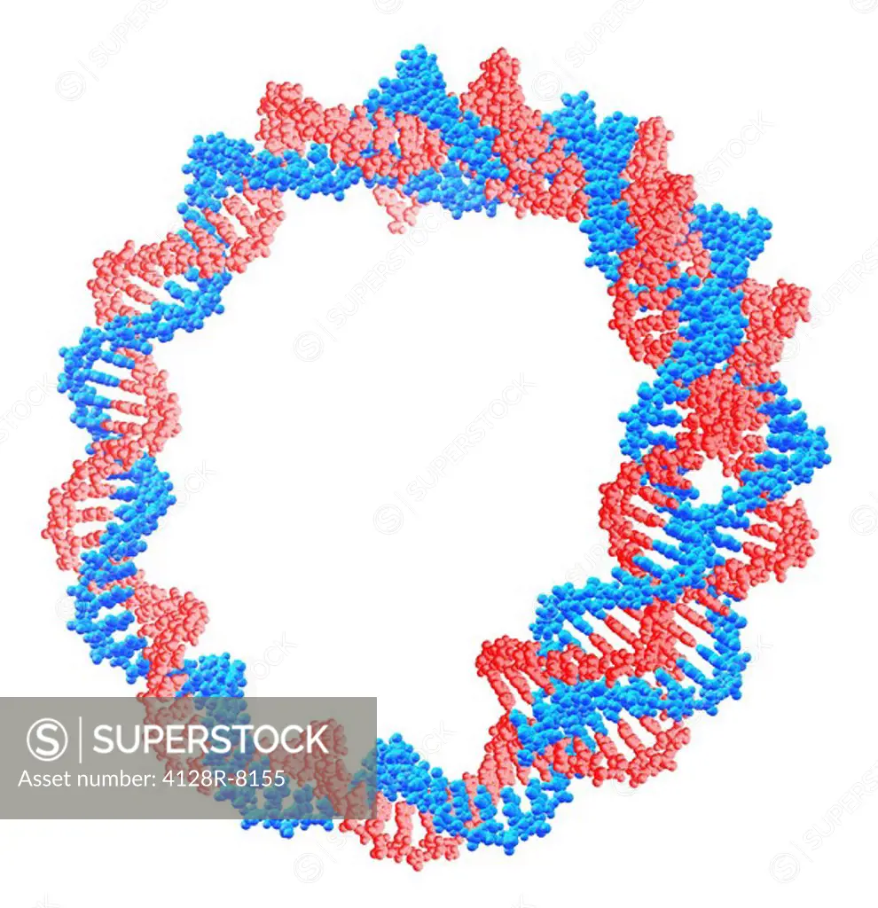 Circular DNA molecule, artwork